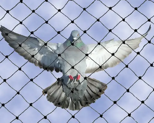 Pigeon net installation service